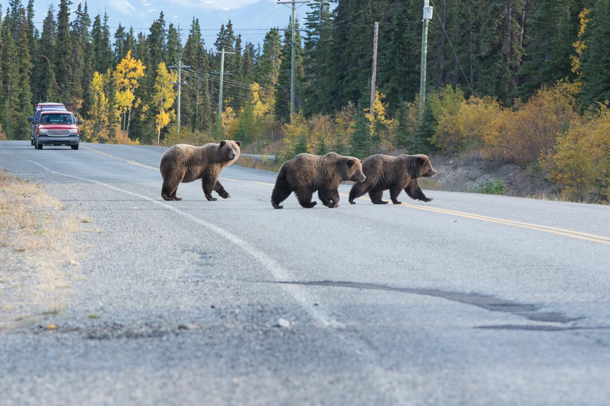 Grizzly Family