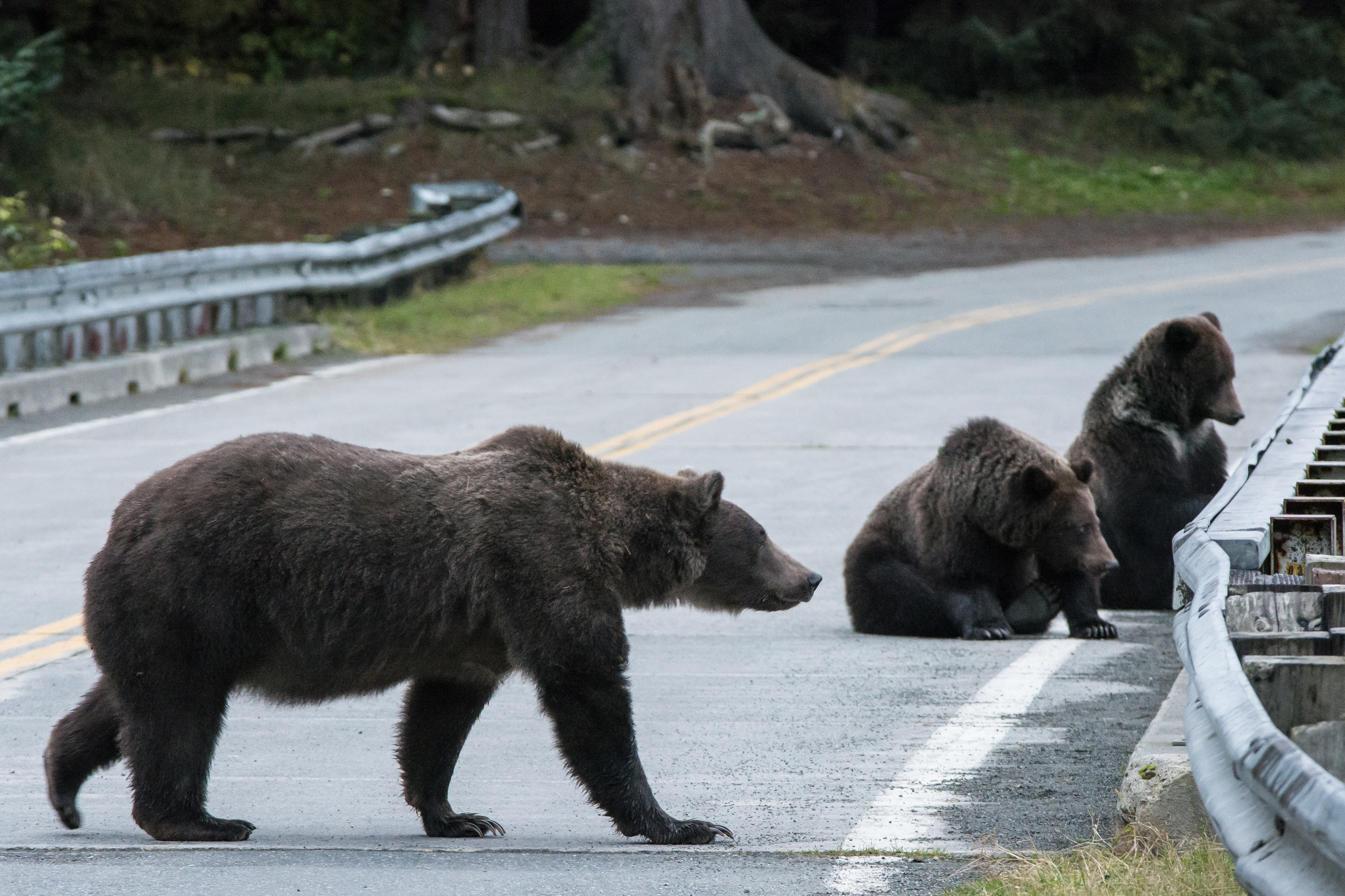 Bears in Haines Alaska