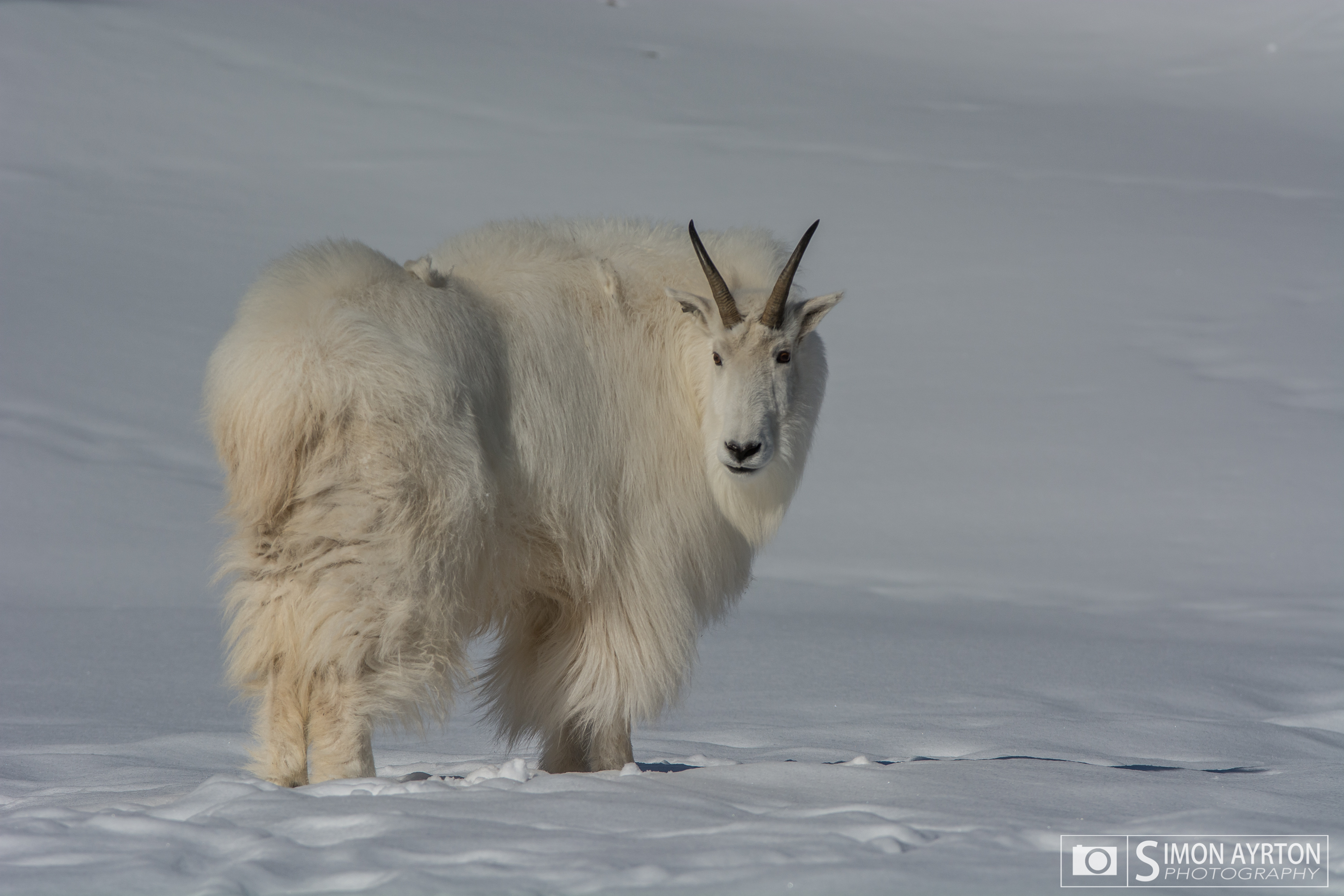 Yukon Wildlife