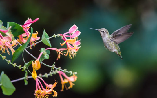 Images from British Columbia