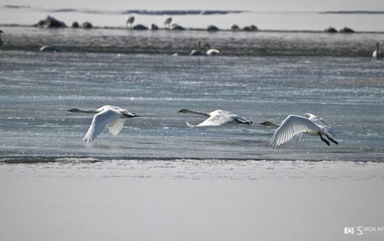 Migrating Swans