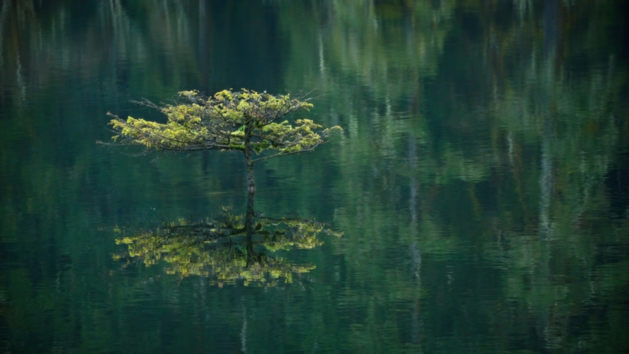 Fairy lake bonsai tree Simon Ayrton